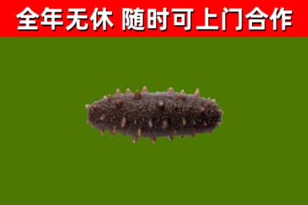 项城回收海参干